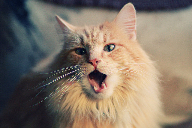 奥预赛中国女足惨败 球迷呼吁加强体能训练,中国女足奥预赛规则