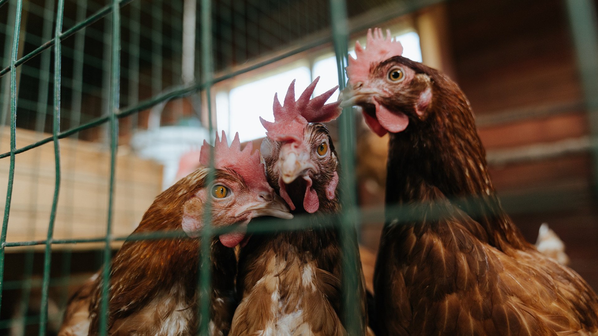 开云网页-德国队未来的机遇：国际乒联混合团体世界杯为其带来的突破口，德国乒乓球参赛名单