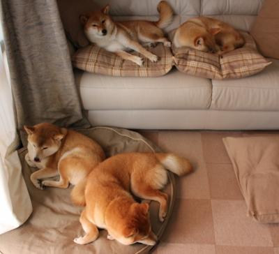 开云体育网页版-罗马尼亚队赛制探讨：如何在团体赛中优化队员配置，罗马尼亚队大名单