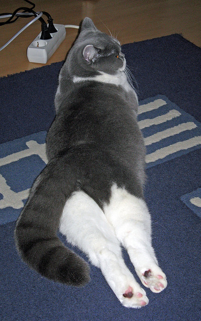 世界杯经典场面：历史永不褪色的瞬间，世界杯经典回顾