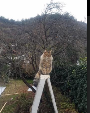 乌拉圭男篮在南美锦标赛中再获佳绩，体育影响力持续扩大！，乌拉圭男篮国家队阵容
