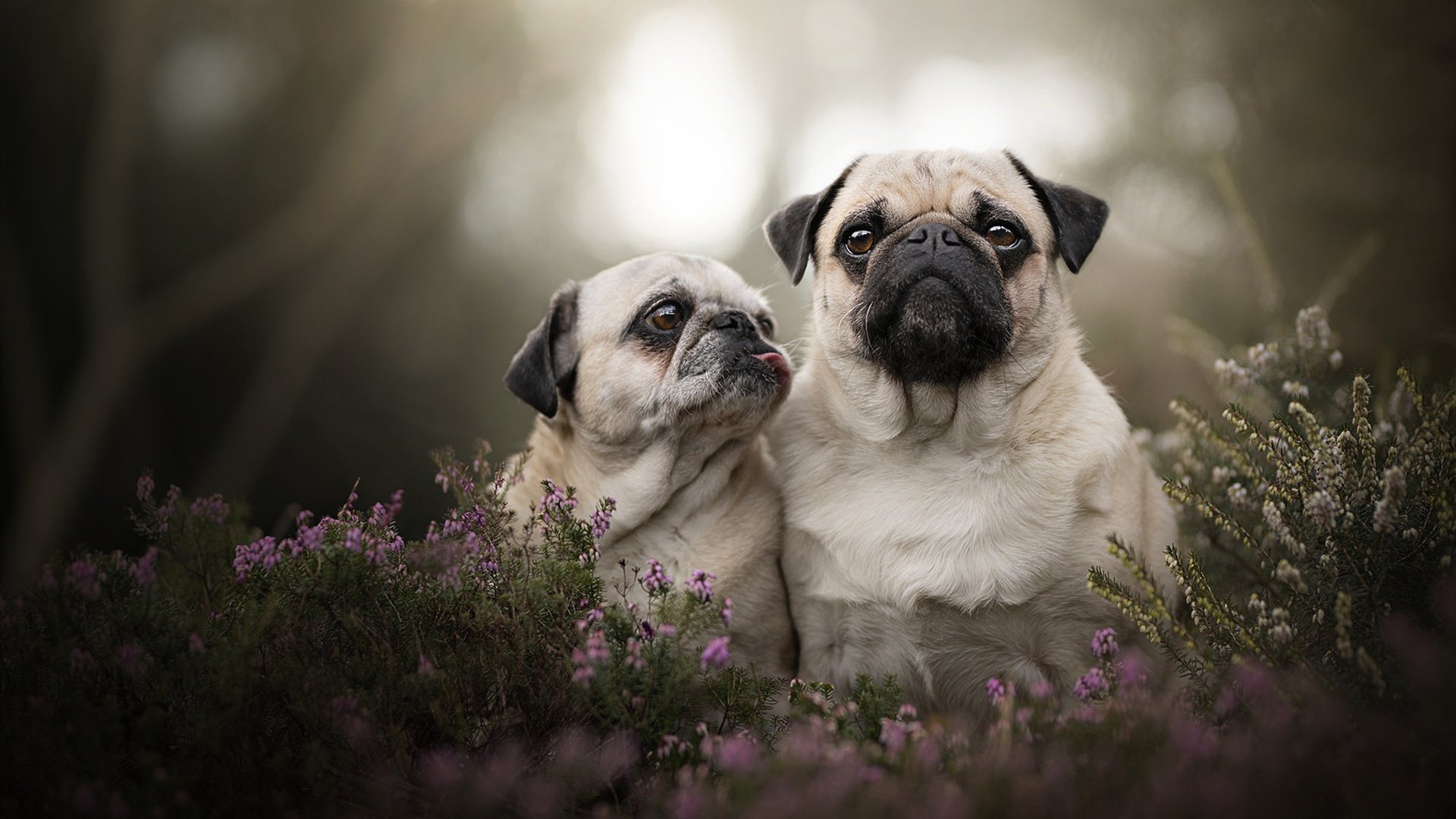 乌拉圭女篮在南美锦标赛中不断开拓，迈向篮球新纪元，乌拉圭女子联赛