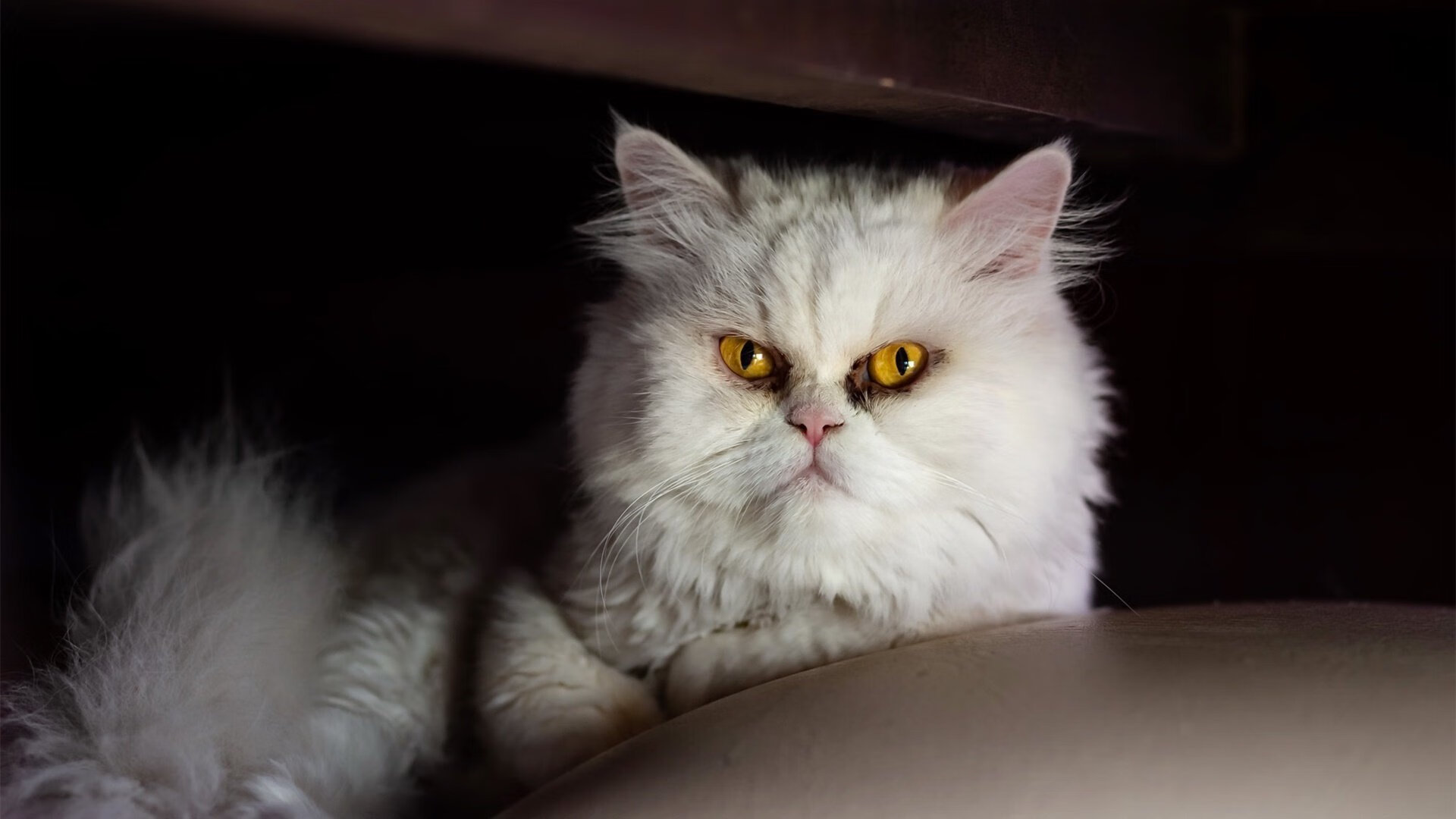 乔丹纪录片热播掀起篮球热潮，乔丹 纪录片