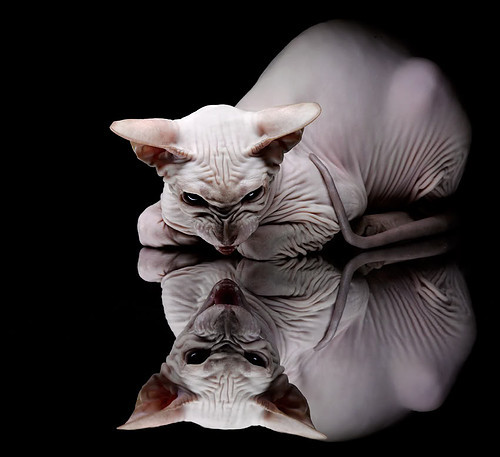 卢卡斯·梅尔滕斯强势出击800自决赛，卢卡斯 恩梅查