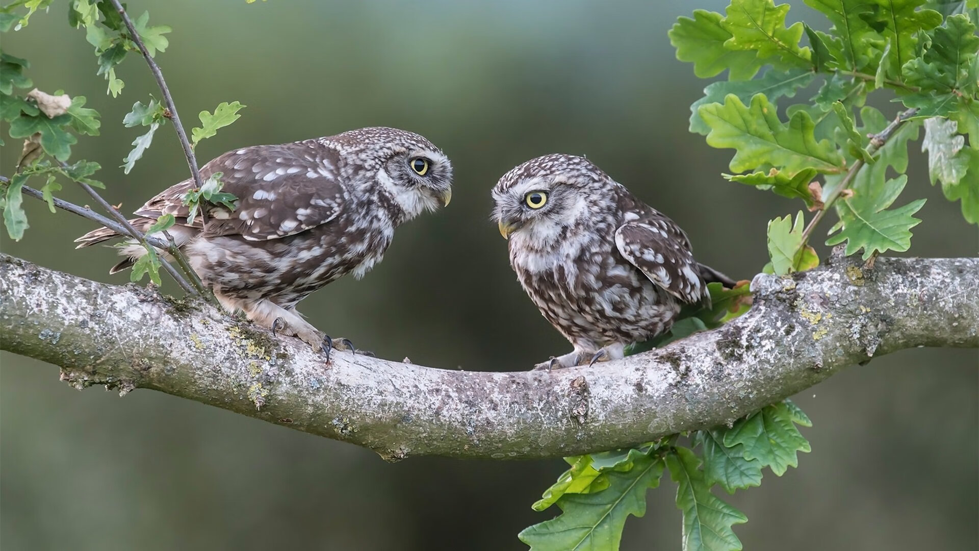 塞内加尔男篮在非洲锦标赛中取得佳绩，助力非洲篮球崛起，塞内加尔在非洲算什么水平