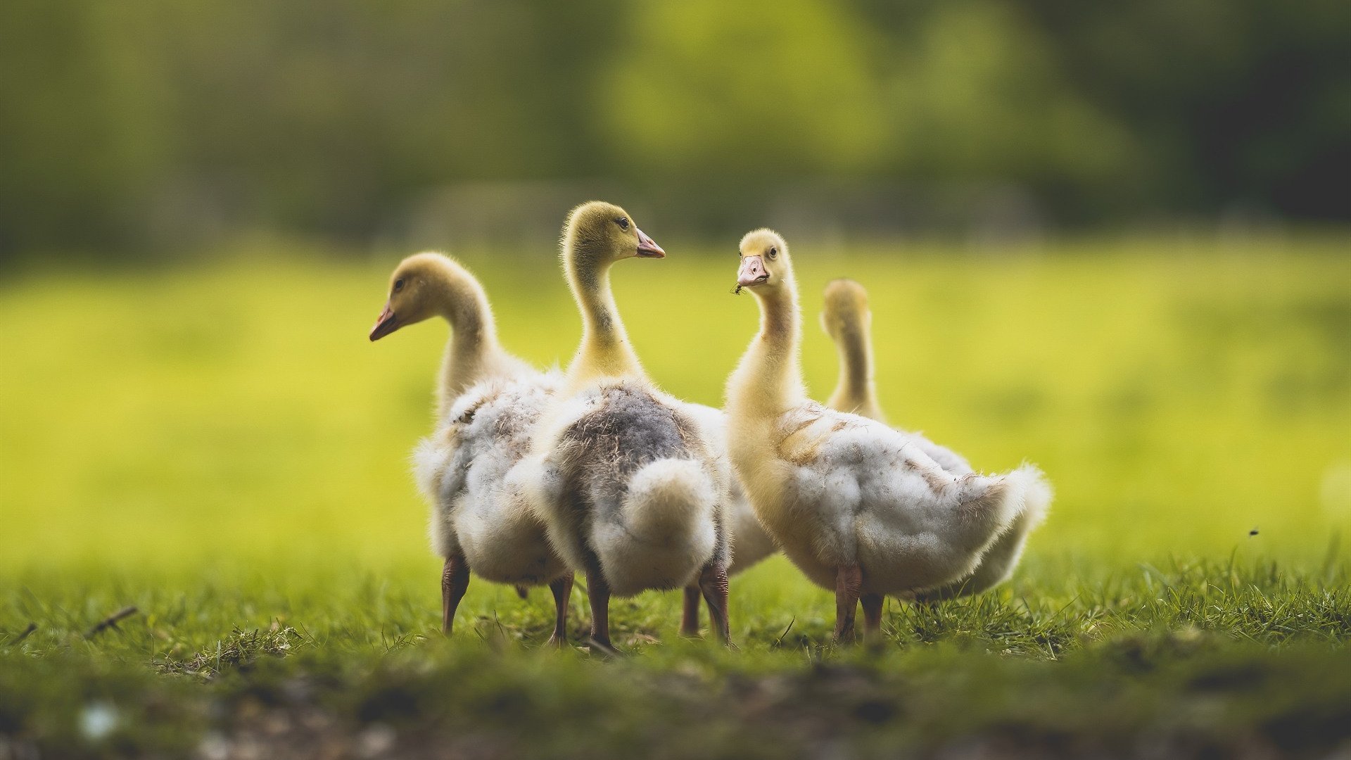 多支队伍采用高位逼抢战术比赛节奏全面加快更具观赏性，高位低抢