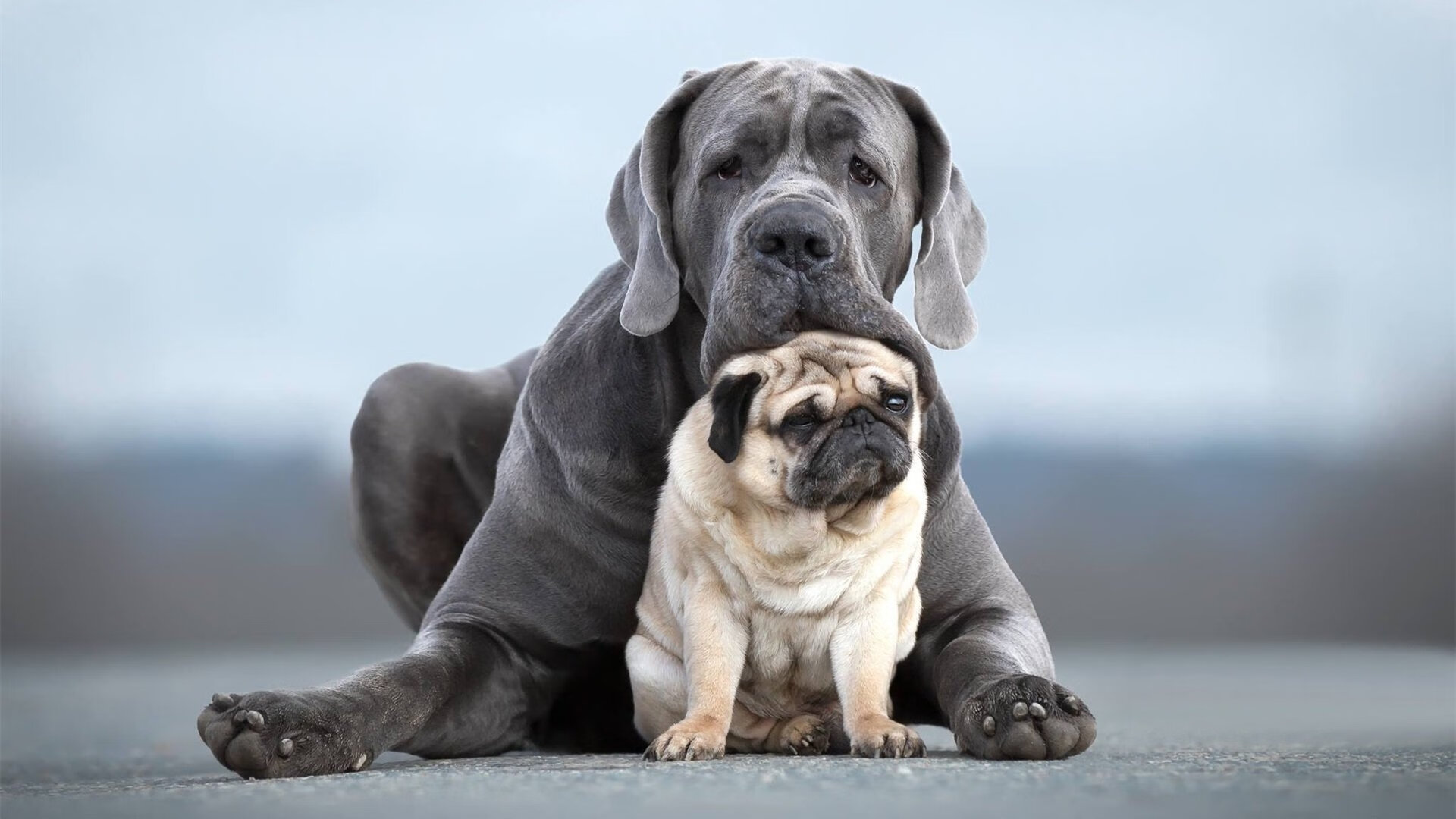 德甲快节奏：攻守不断，精彩无限！，德甲规律