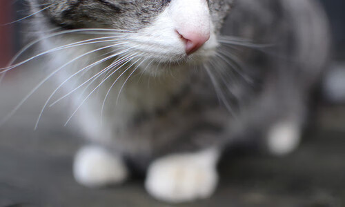 李娜现场观战年轻选手表现感动落泪，李娜怎么样