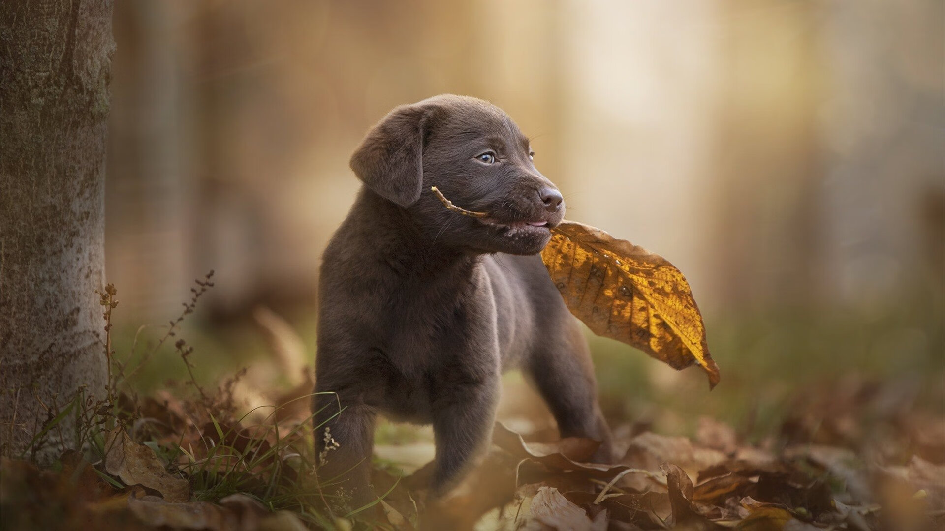 李娜现场观战年轻选手表现感动落泪，李娜怎么样