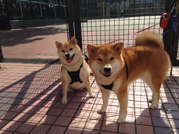 开云体育官方下载-澳大利亚袋鼠队主帅：如何带领球队赢得每场比赛的关键，袋鼠澳大利亚度百科